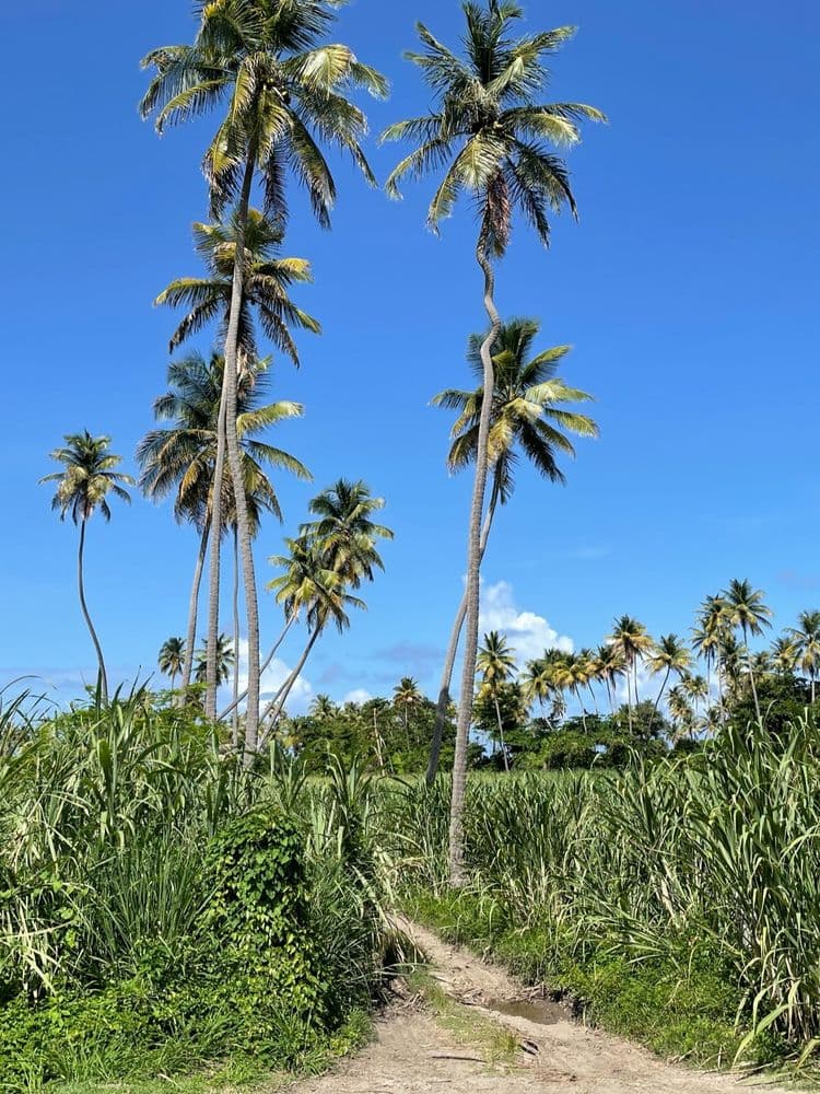 Where the Palms Once Stood cover